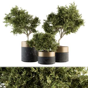 Indoor Plant Set 127 - Plant In Pot