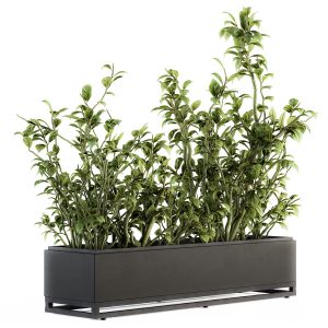 Indoor Plant Set 138 - Ficus Plants Box