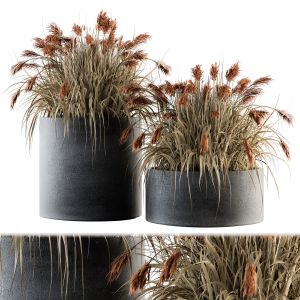 Indoor Plant Set 140 - Indian Grass