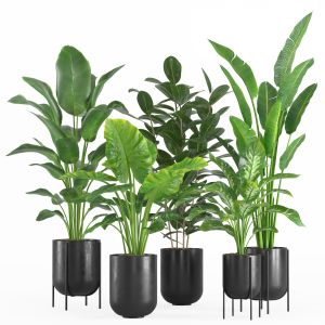 Indoor Plant Set 007