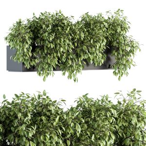 Ivy Indoor Plants - Set 160