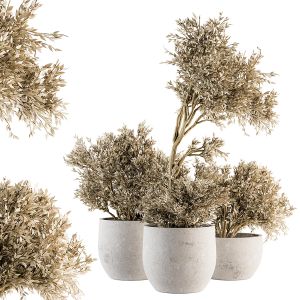 Indoor Plant Set 171 - Dry Plants