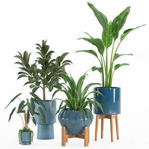 Indoor Plant Set 008