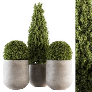Outdoor Plants Tree In Concrete Pot - Set 143