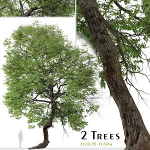 Set Of Shagbark Hickory Tree ( Carya Ovata )