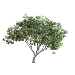 Albizia Aman 2 Tree