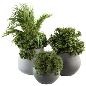 Indoor Plant Plant In Pot - Set 179