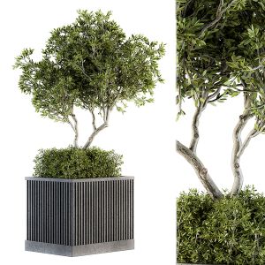 Outdoor Plant Set 161 - Tree in Plant Box