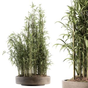 Indoor Plant Set 196 - Big Bamboo In Pot