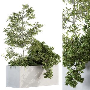 Outdoor Plant Set 173 - Plant Box Tree