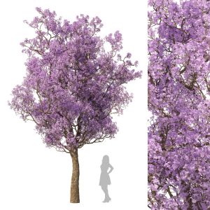 Spring  Jacaranda Mimosifolia Tree