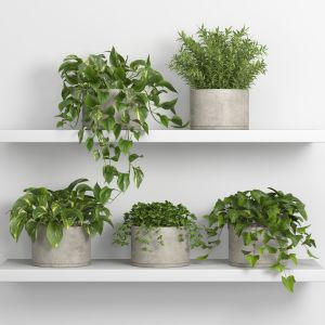 Plants On Shelf