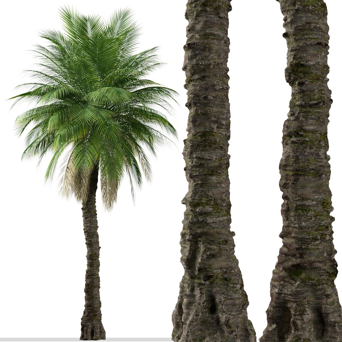 Set Of Phoenix Rupicola Tree (Cliff Date Palm) 3D Model for VRay Set Of Phoenix Rupicola Tree (Cliff Date Palm) 3D Model for VRay