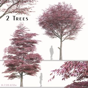 Set Of Nyssa Sinensis Tree (Chinese Tupelo)