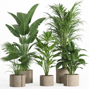 Indoor Plant Set 015