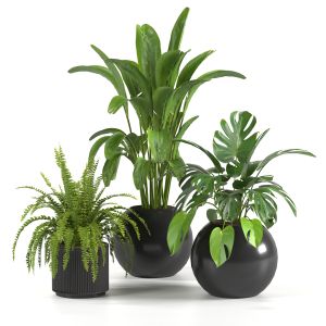 Indoor Plants Collection-set 01