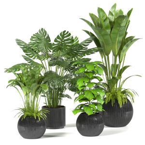 Indoor Plants Collection-set 02