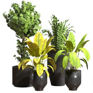 Indoor Plants Collection-set 03