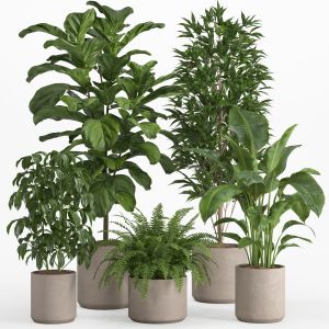 Indoor Plant Set 016
