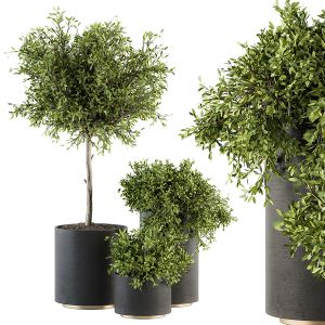 Outdoor Plant Set 207 - Plant And Tree In Pot