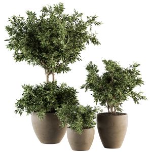 Outdoor Plant Set 203 - Plant And Tree In Pot