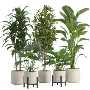 Indoor Plant Set 019