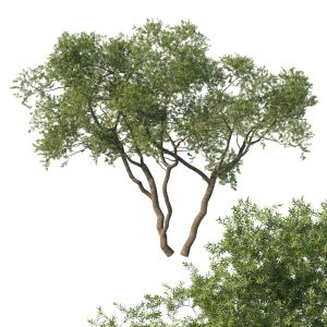 Quercus Fusiformis 01