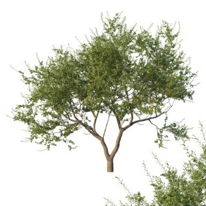 Quercus Fusiformis 03