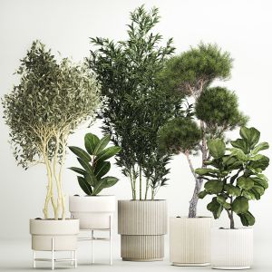 Decorative Plants For The Street And Interior