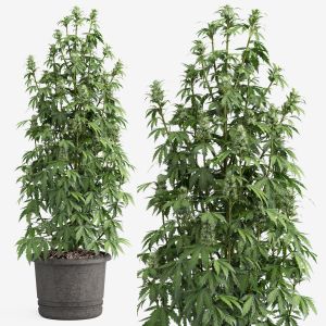 Outdoor Indoor Plant009 Cannabis Sativa Marijuana