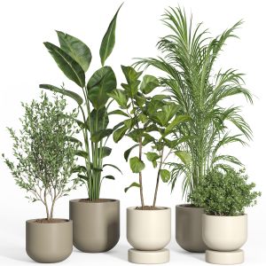 Indoor Plant Set 47