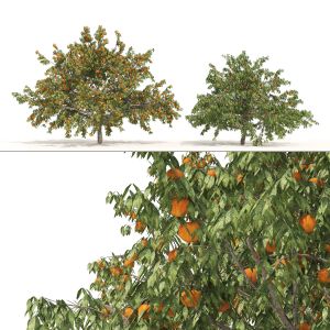 2 Freestone Peach Fruit Trees