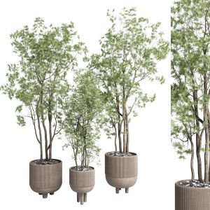 Indoor Plant Set 360 Concrete Vase Plant Tree Shru