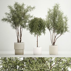 Decorative Trees In Flowerpots Olive And Elaeagnus