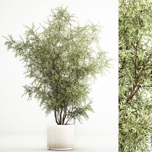 Decorative Tree In Flowerpots Olive And Elaeagnus