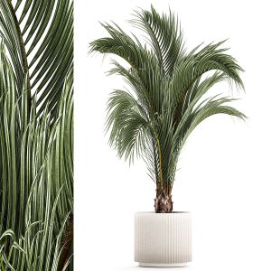 Areca And Hedyscepe Palm Bush In Flowerpot 1225