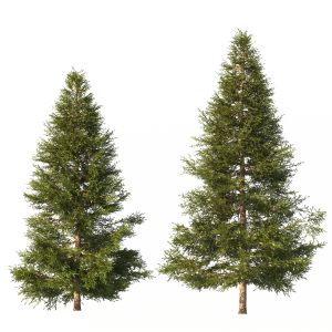 Picea Trees 2 In 1