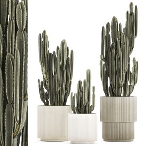 Cereus Cactus In Flower Pots For The Interior