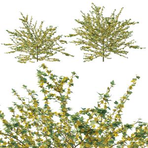 Fremontodendron Californicum