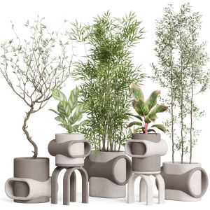Plants Collection 921