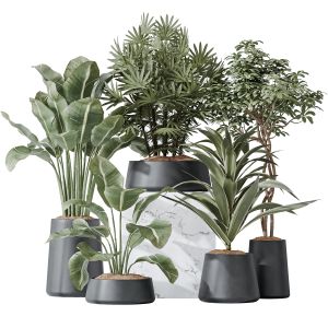 Indoor Plant Set 26