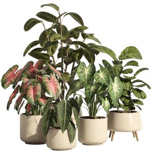 Indoor Plant Set 73- Ceramic Pot