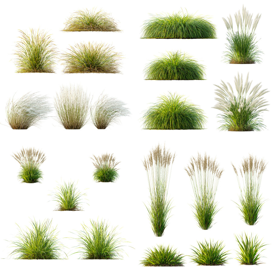 Grass 02 3D Model for VRay, Corona | CGMood