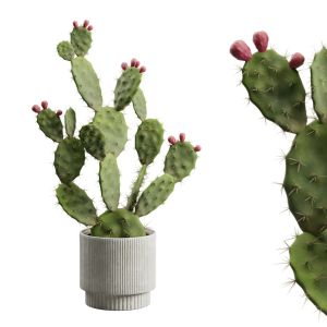 Cactus Opuntia