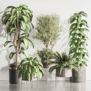 Indoor Plant Set 130