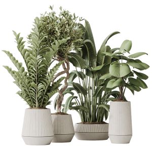 Indoor Plants Set 41
