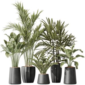 Indoor Plant Set 40