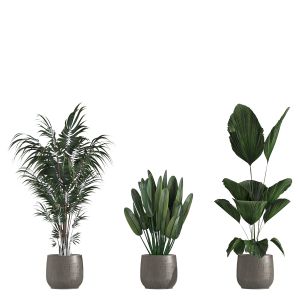 Plants 030