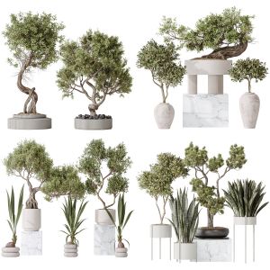 5 Different SETS of Plant Tree Indoor. SET VOL159