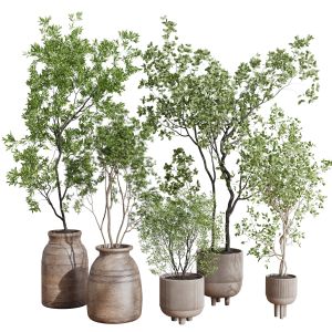 Collection Indoor Plant 456 Wooden Old And Concret